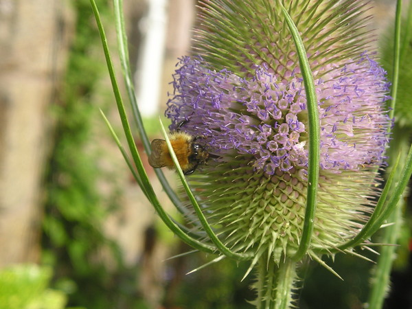 Bee and Teasel 2