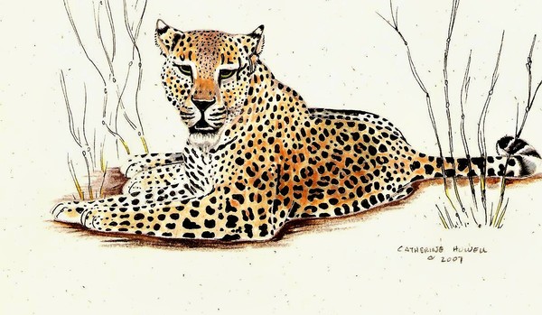 Lying Leopard Greeting Card