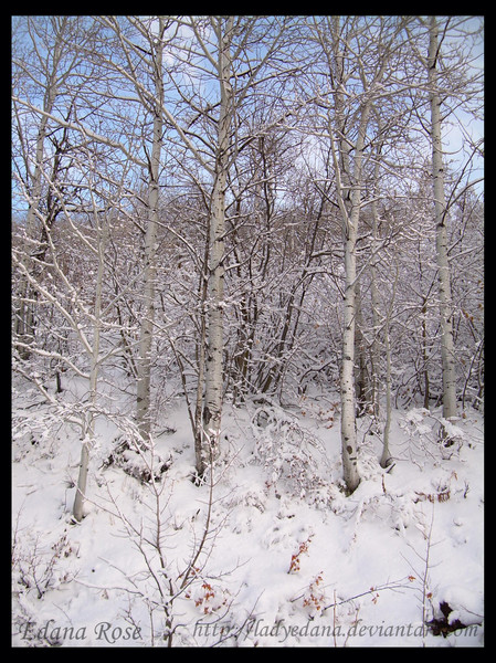 Winter Aspen