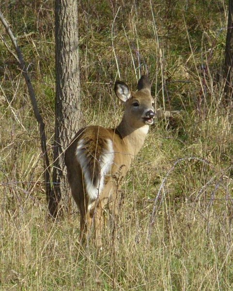 Woodland deer