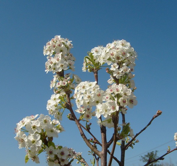 Pear tree blossums