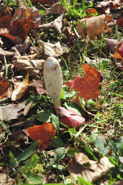  Fall Fungi