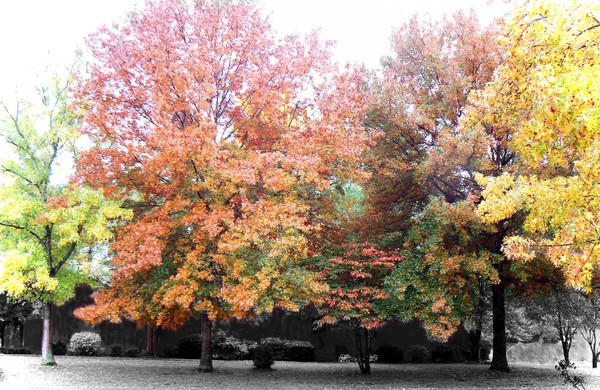 fall tree three