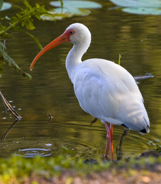 White Ibis Getting an Early Morning Drink