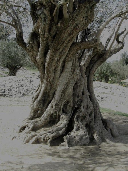Pont du gard Olive Tree