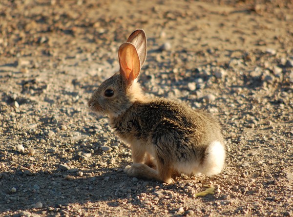 Morning cottontail