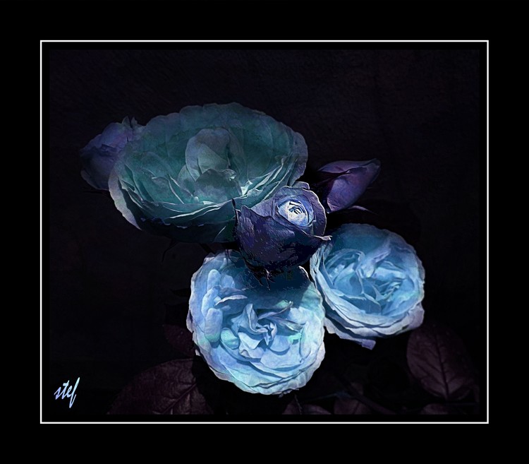 blue roses for SIGGA