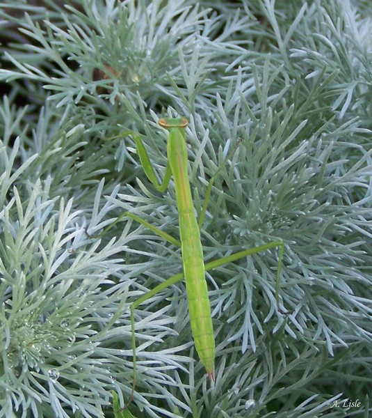 Praying Mantis in Silver Artemisia