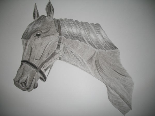 Ashwa - The Horse