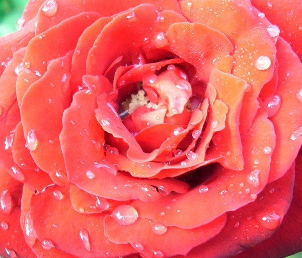 Red rose with water crystals