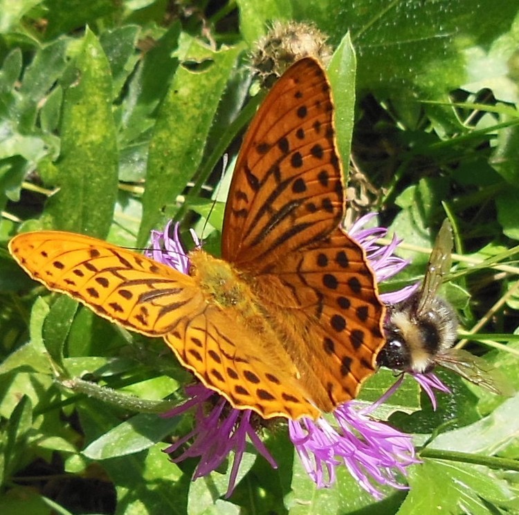 BUTTERFLY AND BEE