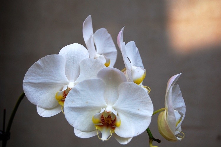 White Orchids Shadow