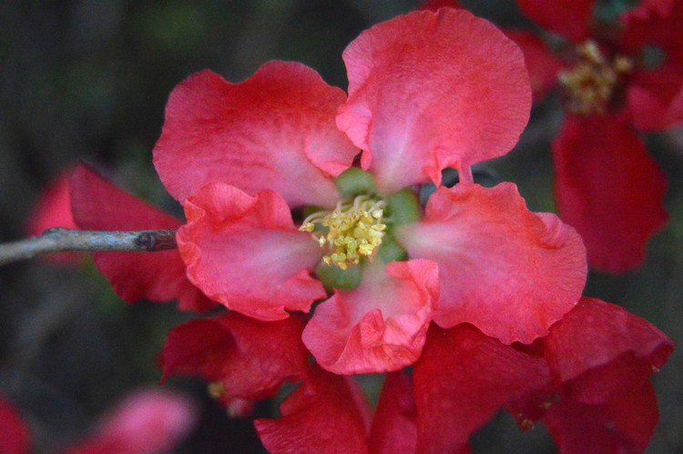 flowering pomegranate branch