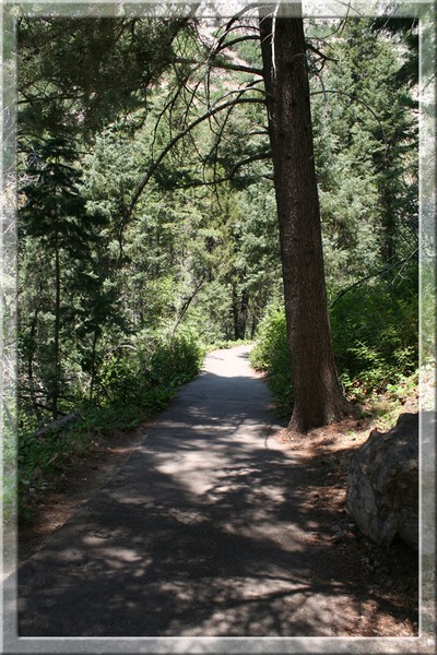 Shady Forest Path