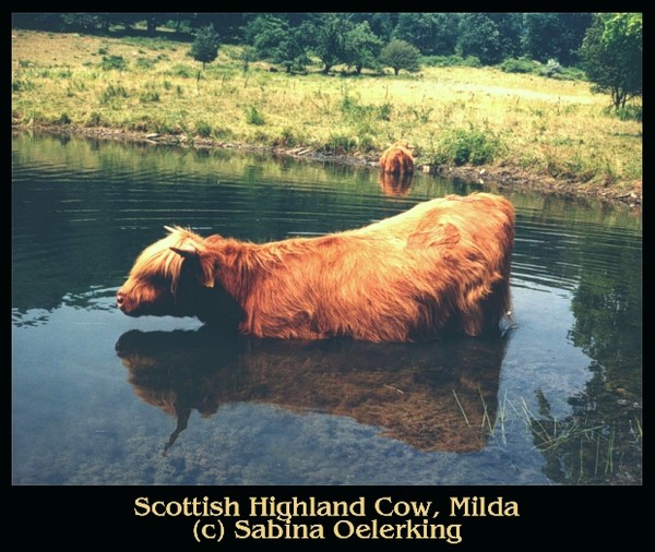 Scottish Highland Cow Milda