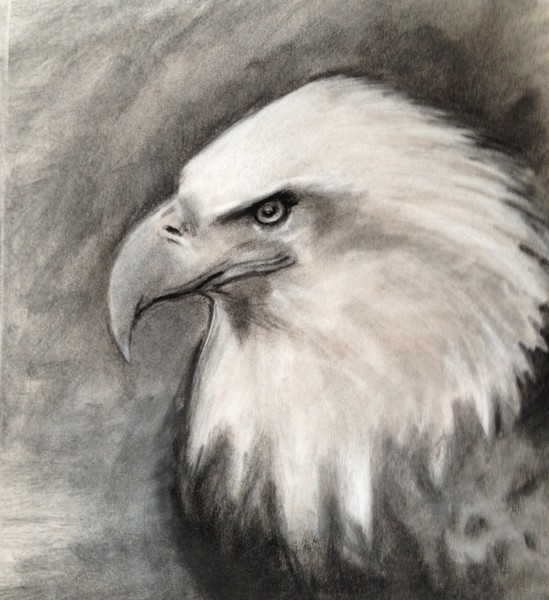 Eagle's portrait