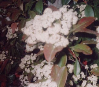 White flowers 