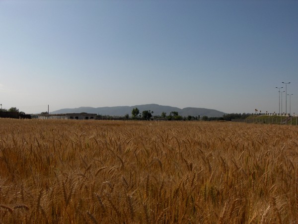 Fields of Gold