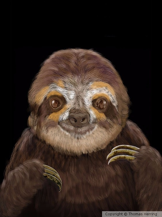 Happy Sloth Portrait