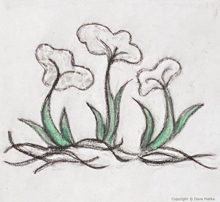 sketch flowers