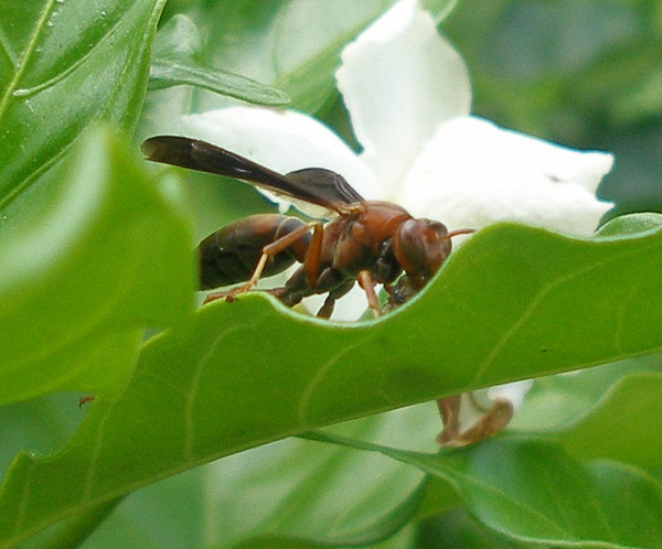 Red Wasp
