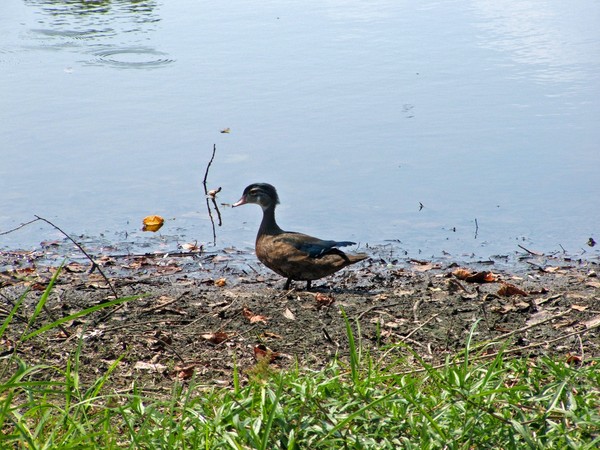 little ducky 2
