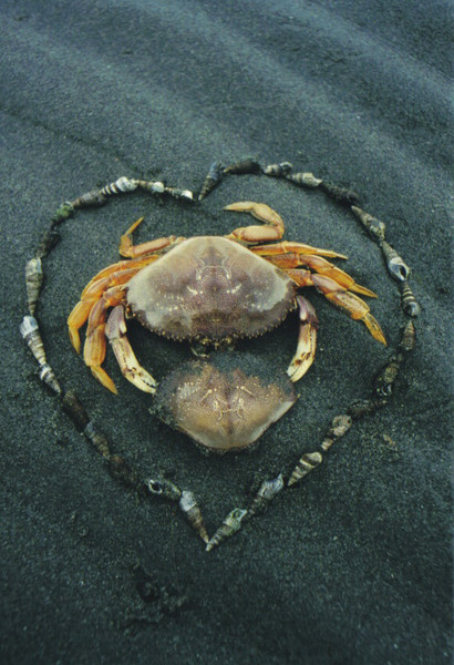 crab