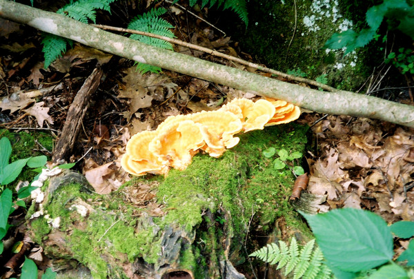 fungus amungus