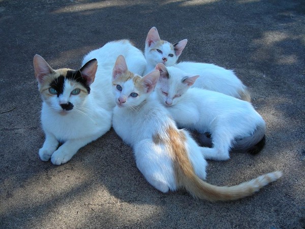 Tail of four cats