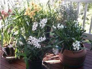 Tess's Orchids