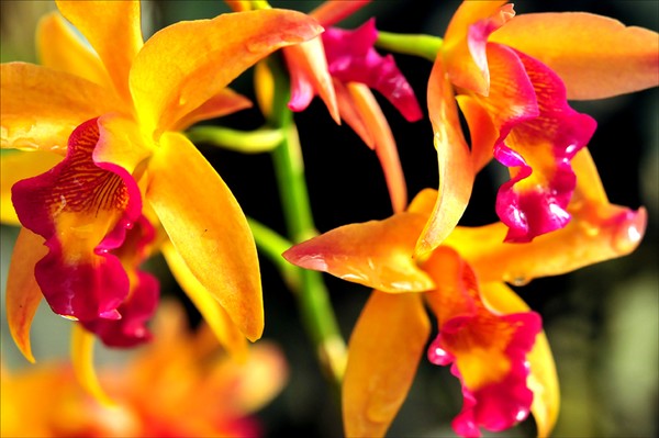orange and red orchid