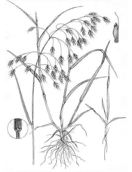 Cheat Grass - Bromus secalinus