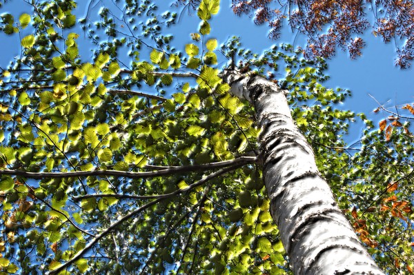summer birch