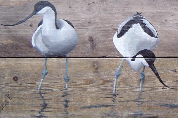 Avocets