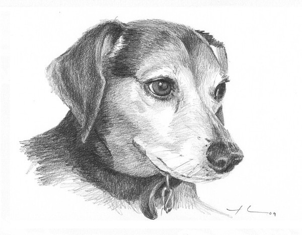 wp-lg beagle pencil portrait