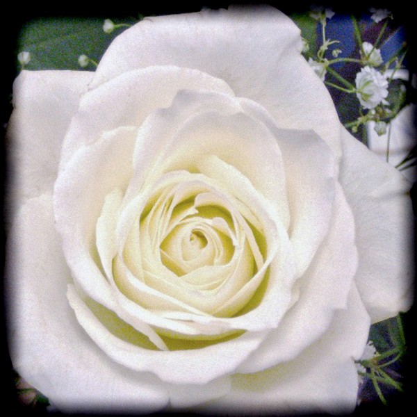 White August Rose
