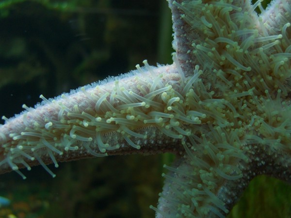 Star Fish at Shed Aquarium