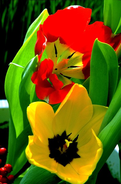 Easter Flowers (Tulips)