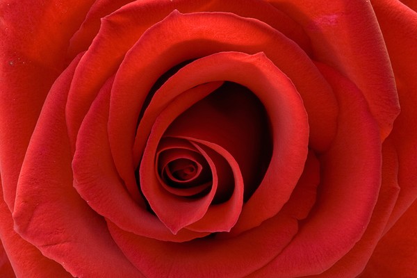 Rose Swirl