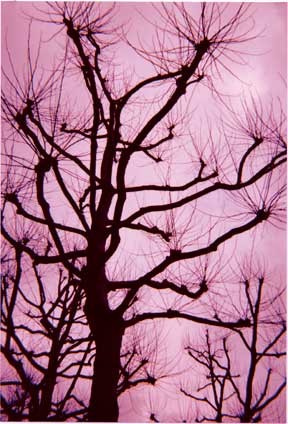 London Tree Pink