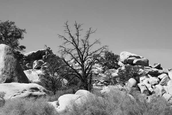 Joshua Tree National Park Image 6 Blk/Wht