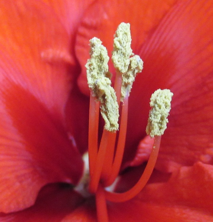 AMARYLLIS