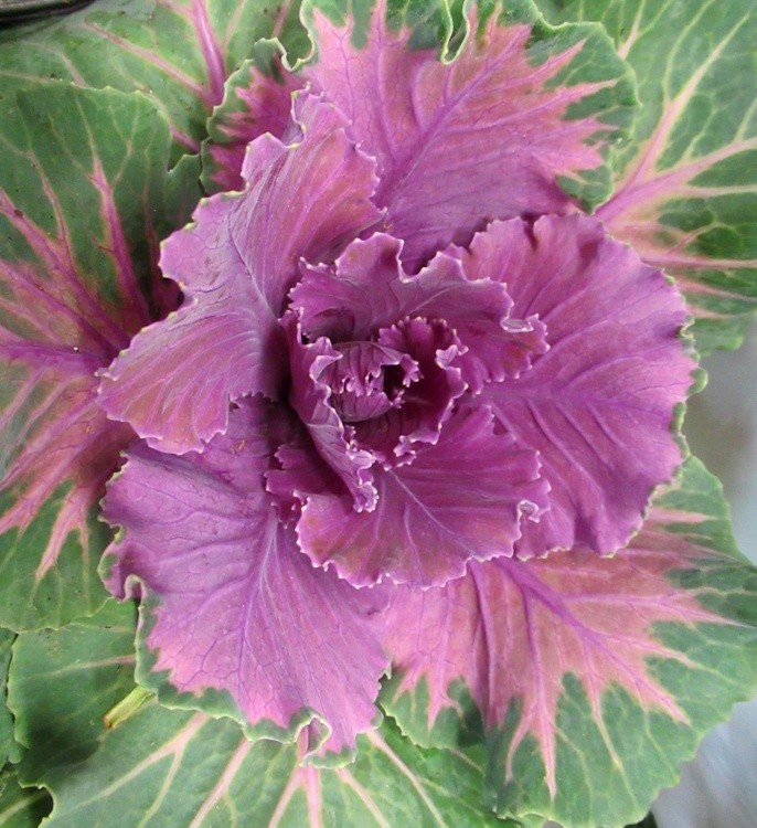 CABBAGE