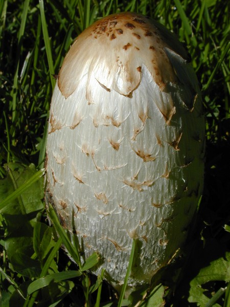 A Shaggy Mane