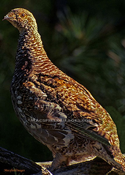 Grouse