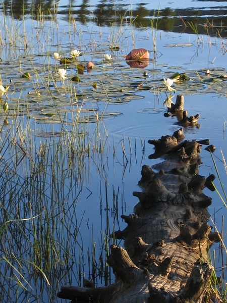 Water lilies with wood
