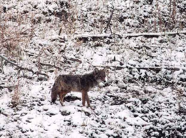 Coyote WInter