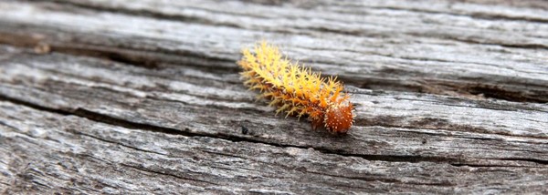 Spike Catapiller