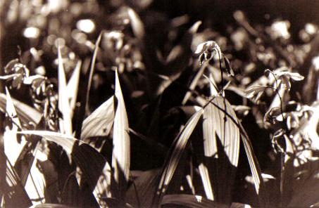 Sepia Plants