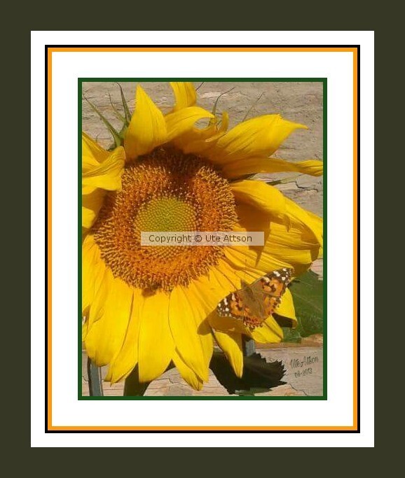 Sunflower with butterfly